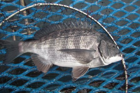 オリジナルメーカー海づり公園(市原市海づり施設) 釣果