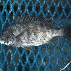 オリジナルメーカー海づり公園(市原市海づり施設) 釣果