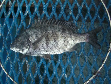 オリジナルメーカー海づり公園(市原市海づり施設) 釣果