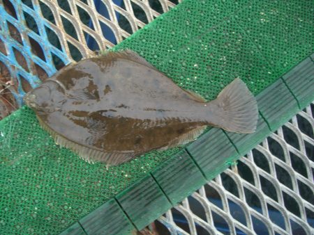 オリジナルメーカー海づり公園(市原市海づり施設) 釣果