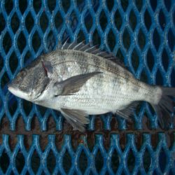 オリジナルメーカー海づり公園(市原市海づり施設) 釣果