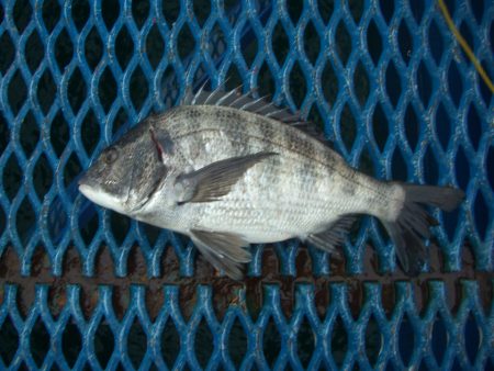 オリジナルメーカー海づり公園(市原市海づり…