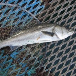 オリジナルメーカー海づり公園(市原市海づり施設) 釣果