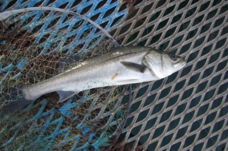 オリジナルメーカー海づり公園(市原市海づり施設) 釣果