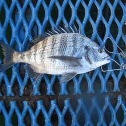 オリジナルメーカー海づり公園(市原市海づり施設) 釣果