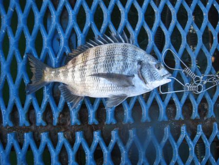 オリジナルメーカー海づり公園(市原市海づり施設) 釣果