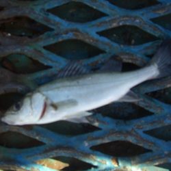 オリジナルメーカー海づり公園(市原市海づり施設) 釣果