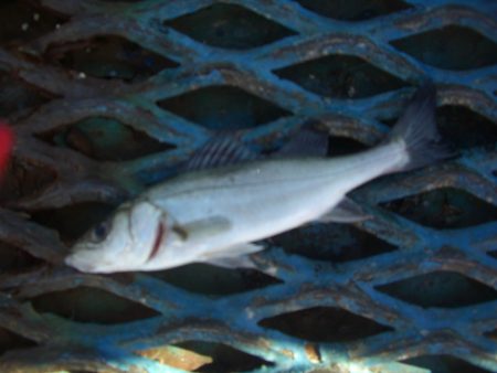 オリジナルメーカー海づり公園(市原市海づり施設) 釣果