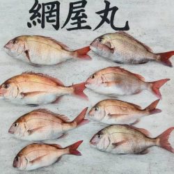 網屋丸 釣果