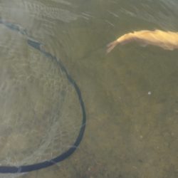 フィッシングレイクたかみや 釣果