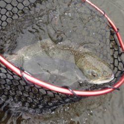 フィッシングレイクたかみや 釣果