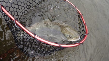 フィッシングレイクたかみや 釣果