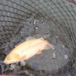 フィッシングレイクたかみや 釣果