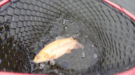 フィッシングレイクたかみや 釣果