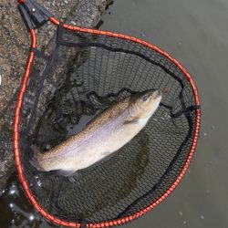 フィッシングレイクたかみや 釣果