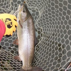 フィッシングレイクたかみや 釣果