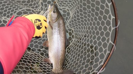 フィッシングレイクたかみや 釣果