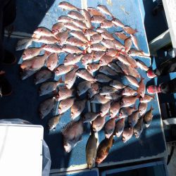 十八宝洋丸 釣果