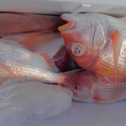 遊漁船 新鋭丸 釣果