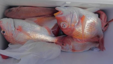 遊漁船 新鋭丸 釣果