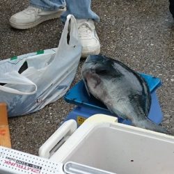しば渡船 釣果