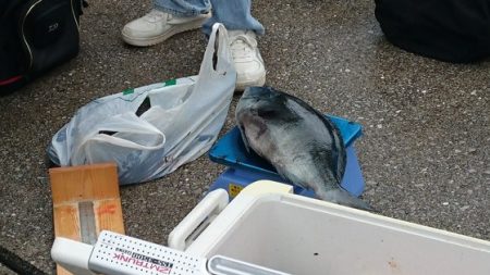 しば渡船 釣果