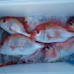 大進丸(新潟) 釣果