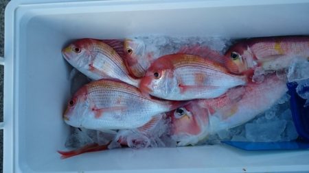 大進丸(新潟) 釣果