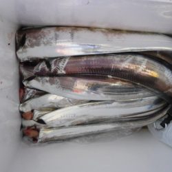 遊漁船 幸友丸 釣果