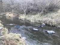 秩父フライフィールド 釣果