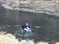 秩父フライフィールド 釣果