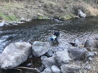 秩父フライフィールド 釣果