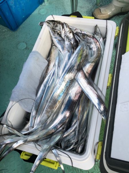 ヤザワ渡船 釣果