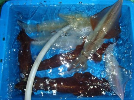 第二むつ漁丸 釣果