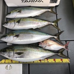 sea boss シーボス 釣果