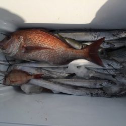 sea boss　シーボス 釣果