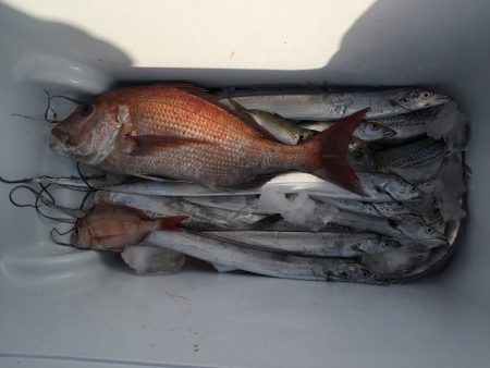 sea boss　シーボス 釣果