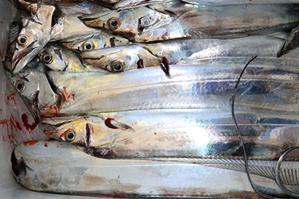 松本釣船２ 釣果