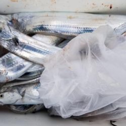 オーフリー 釣果