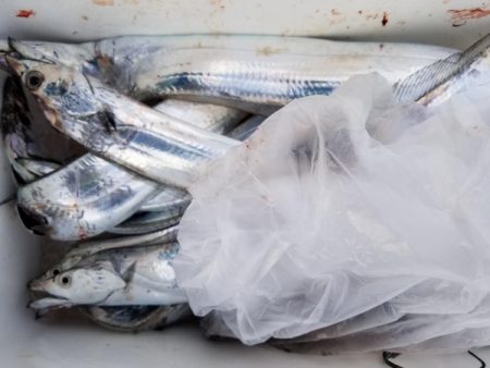 オーフリー 釣果