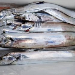 オーフリー 釣果