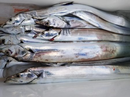 オーフリー 釣果