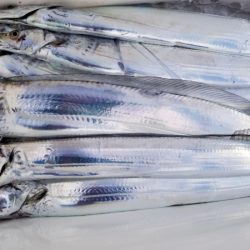 オーフリー 釣果