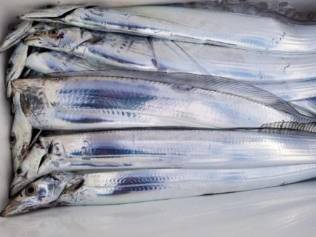 オーフリー 釣果