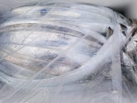 オーフリー 釣果