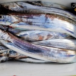 オーフリー 釣果