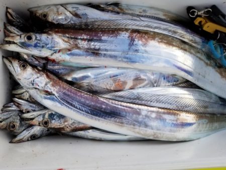 オーフリー 釣果