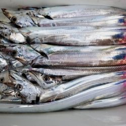 オーフリー 釣果