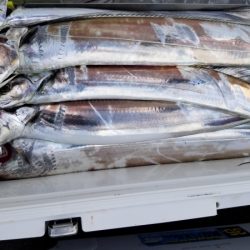 オーフリー 釣果