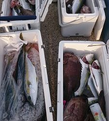 海龍丸(福岡) 釣果